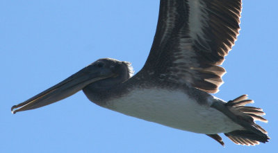 Pelicans of Humboldt Bay 3377.jpg