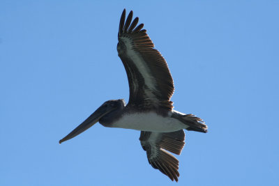 Pelicans of Humboldt Bay 3379.jpg