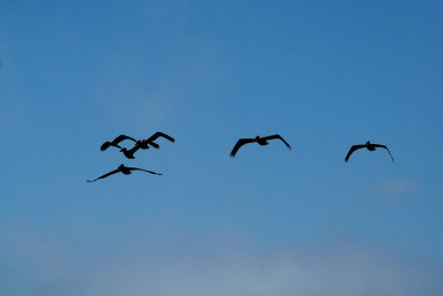 Pelicans of Humboldt Bay 3389.jpg