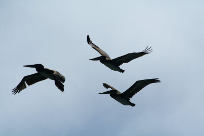 Pelicans of Humboldt Bay 3390.jpg
