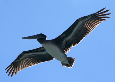 Pelicans of Humboldt Bay 3400.jpg