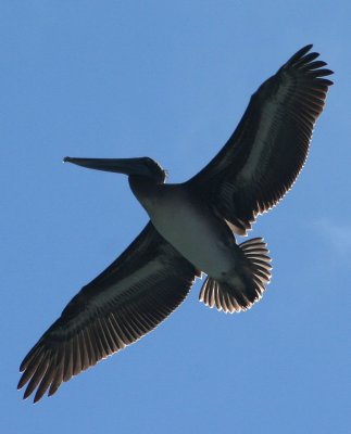 Pelicans of Humboldt Bay 3407.jpg