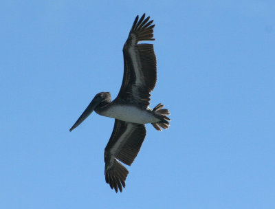 Pelicans of Humboldt Bay 3420.jpg