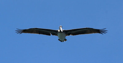Pelicans of Humboldt Bay 3425.jpg
