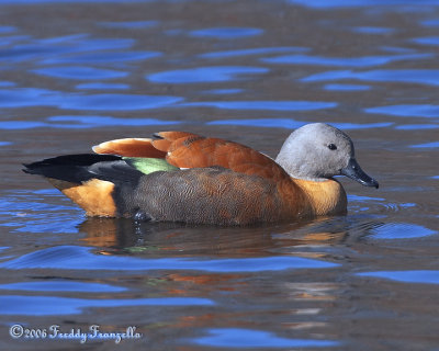 _B3L5843-African Cape Shelduck.jpg