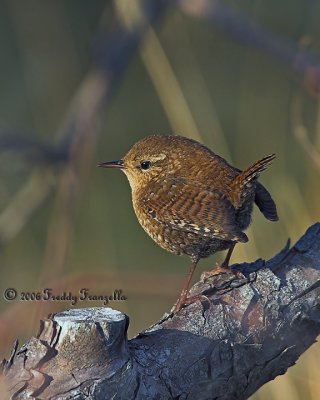 _B3L5971-01Winter Wren.jpg