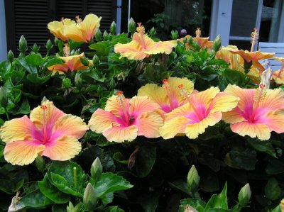 Golden Hibiscus 2 (small).jpg