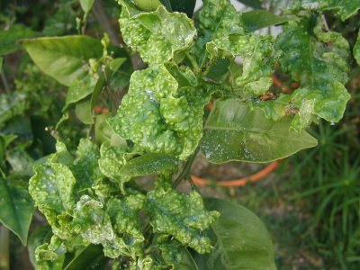 Citrus leaves Apr 2003.JPG