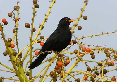 Blackbird in Drago Apr 04.jpg