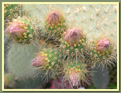 Opuntia Cactus Buds 1.jpg