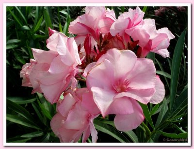 Pink Oleander.jpg