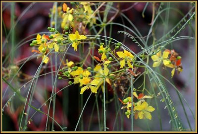 Jerusalem Thorn(Parkinsonia).jpg