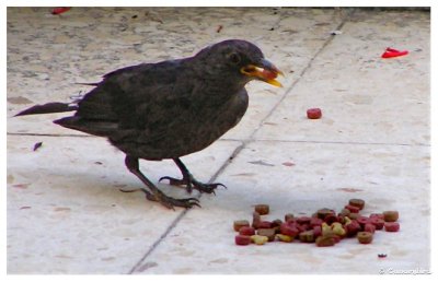 Baby Blackbird & Catfood.jpg