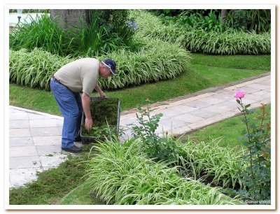 Edging with Greenery.jpg