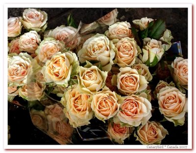 Rose Bouquet.jpg