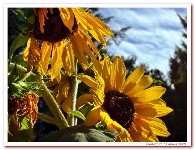 Michelle's Sunflowers.jpg