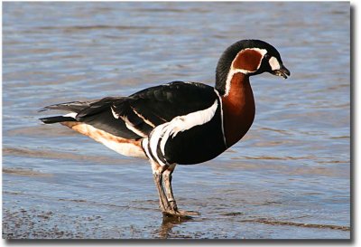 Red-Breasted Goose