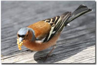 Chaffinch at lunch