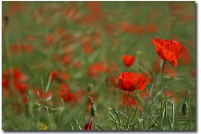 Poppies 20