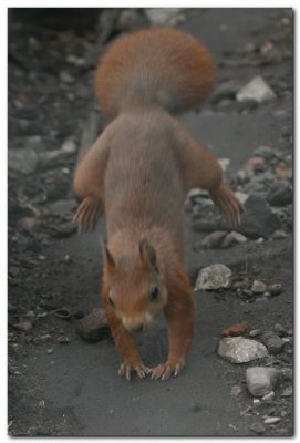 Red Squirrel