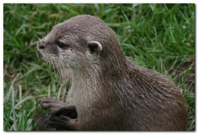 Asian Short clawed Otters 4