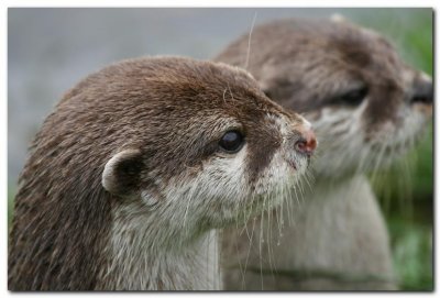 Asian Short clawed Otters 1
