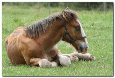 Shire Foal