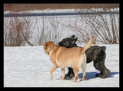 Ruby our Bouvier des Flandres at 1 year