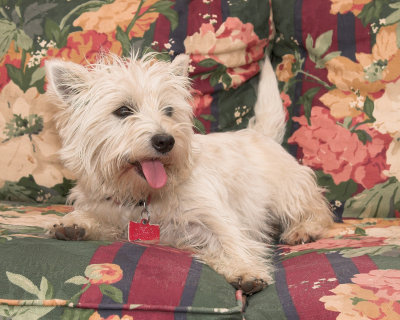abbytongueoutIMG_1831-01.jpg