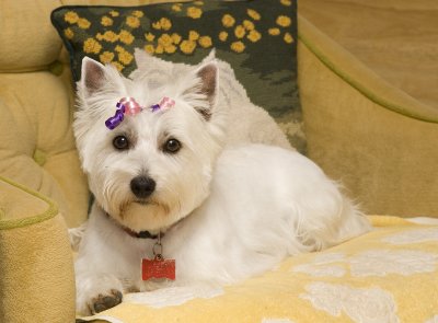 abbynewlygroomedIMG_3250.jpg