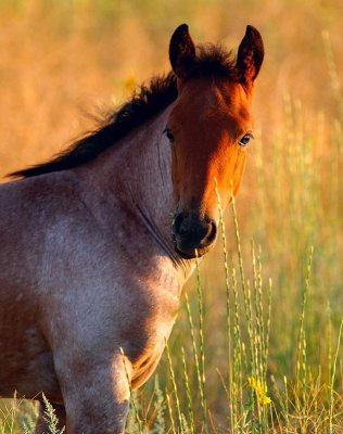 Red Roan Colt