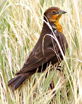 Female Yellow-headed Blackbird