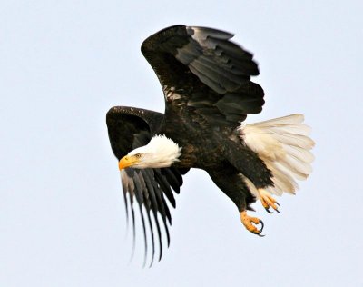 Bald Eagle