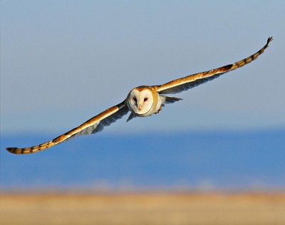 Female Barn Owl
