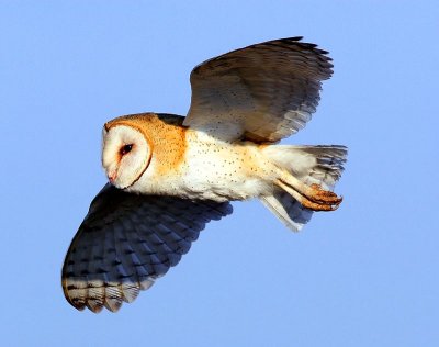 Female Barn Owl