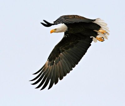 Bald Eagle