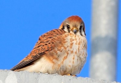 American Kestrel