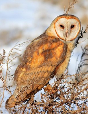 Barn Owl