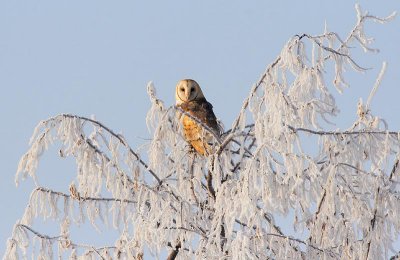 Barn Owl