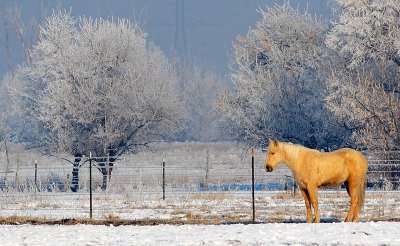 horse29.jpg