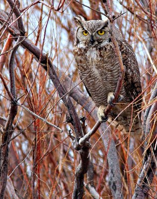 Great Horned Owl
