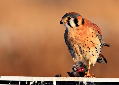 Kestrel Feeding on Mouse