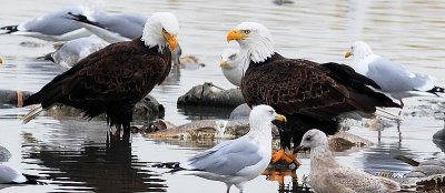 Bald Eagle