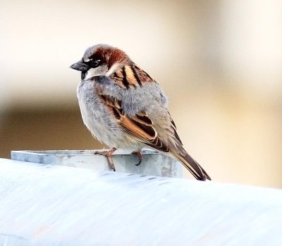 sparrow2upload.jpg