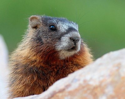 marmot3.jpg