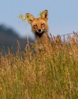 fox3.jpg