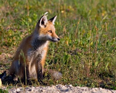foxprintupload.jpg