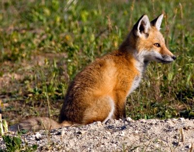 foxcupupload.jpg