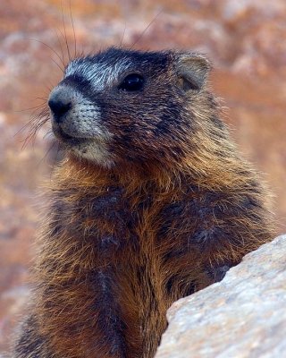 marmot4.jpg