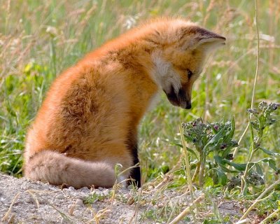 foxcub.jpg